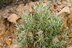 Eriodictyon trichocalyx lanatum