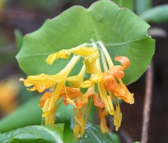 Lonicera flava