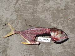 Caranx caninus