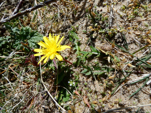 sand dandelion (Taraxacum arenastrum)