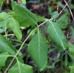 Lonicera flava