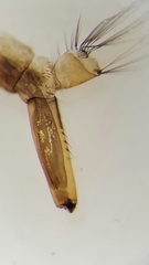 Aedes vexans