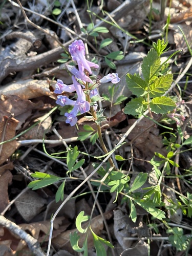 Corydalis ambigua (Corydalis ambigua)