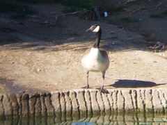 Branta canadensis