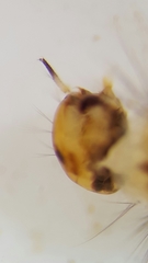 Aedes vexans