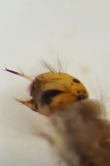 Aedes canadensis