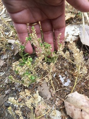 Lepidium strictum