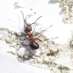 Formica polyctena × rufa
