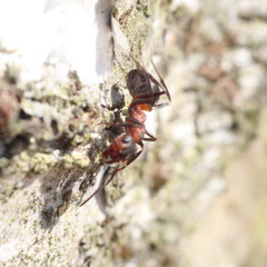 Formica polyctena × rufa