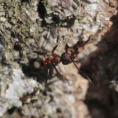 Formica polyctena × rufa