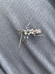 Elaphidion irroratum