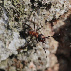 Formica polyctena × rufa