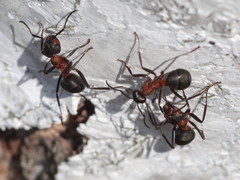 Formica polyctena × rufa