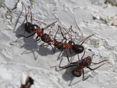 Formica polyctena × rufa