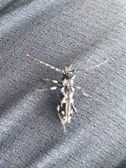 Elaphidion irroratum