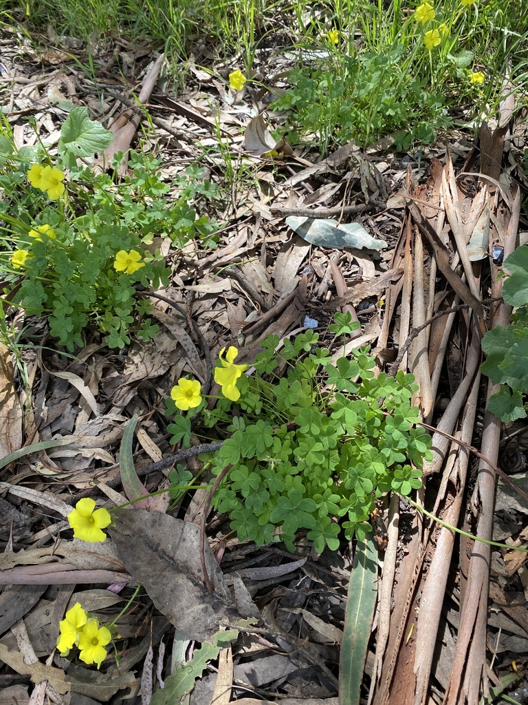 Bermuda buttercup from Blue Heron, Seal Beach, CA, US on March 18, 2024 ...