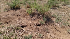 Dipodomys spectabilis