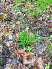 Poa alsodes