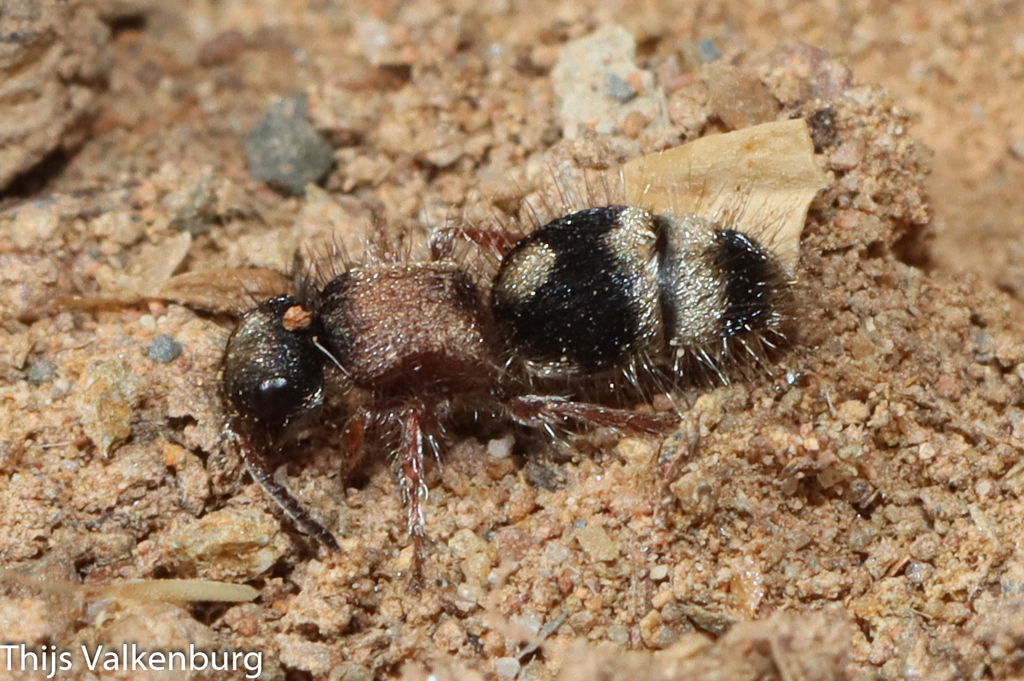 Smicromyrme ceballosi