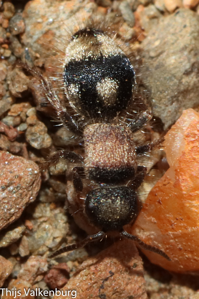 Smicromyrme suarezi