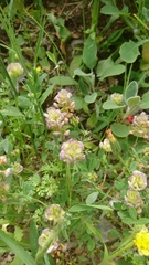 Trifolium grandiflorum