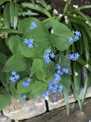 Brunnera