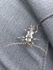 Elaphidion irroratum