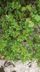 Rhamnus oleoides