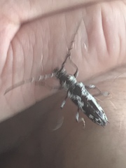 Elaphidion irroratum