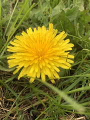 Taraxacum officinale