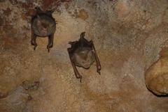 Macronycteris commersonii