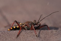 Rhynocoris erythropus