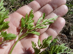 Chaerophyllum prescottii
