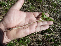 Chaerophyllum prescottii