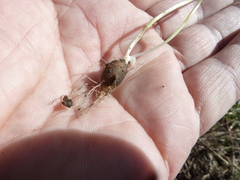 Chaerophyllum prescottii