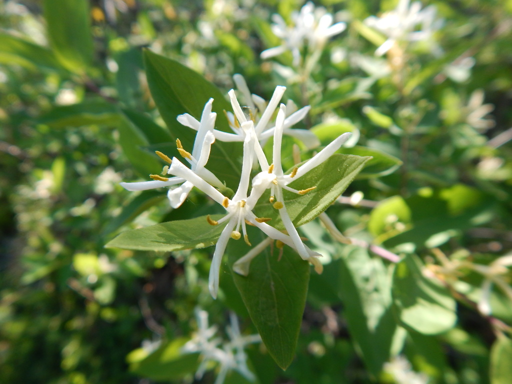 Lonicera from Minneopa State Park on May 18, 2016 at 06:30 PM by ...