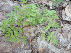 Chaerophyllum prescottii