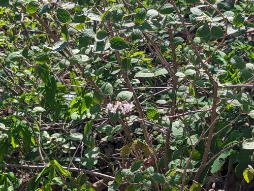 Korean Spice Viburnum (Viburnum carlesii)