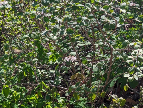 Viburnum carlesii