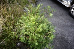 Veronica strictissima
