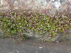 Cymbalaria muralis