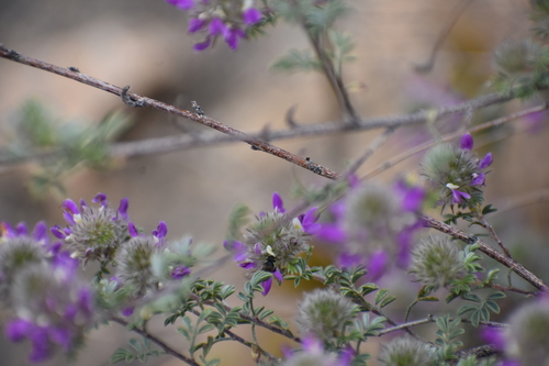 Image of Dalea pulchra by no rights reserved