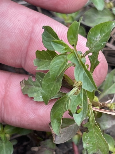 Foto de Ludwigia glandulosa é conhecida como "Ludwígia"