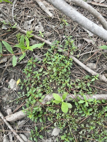 Foto de Ludwigia glandulosa é conhecida como "Ludwígia"