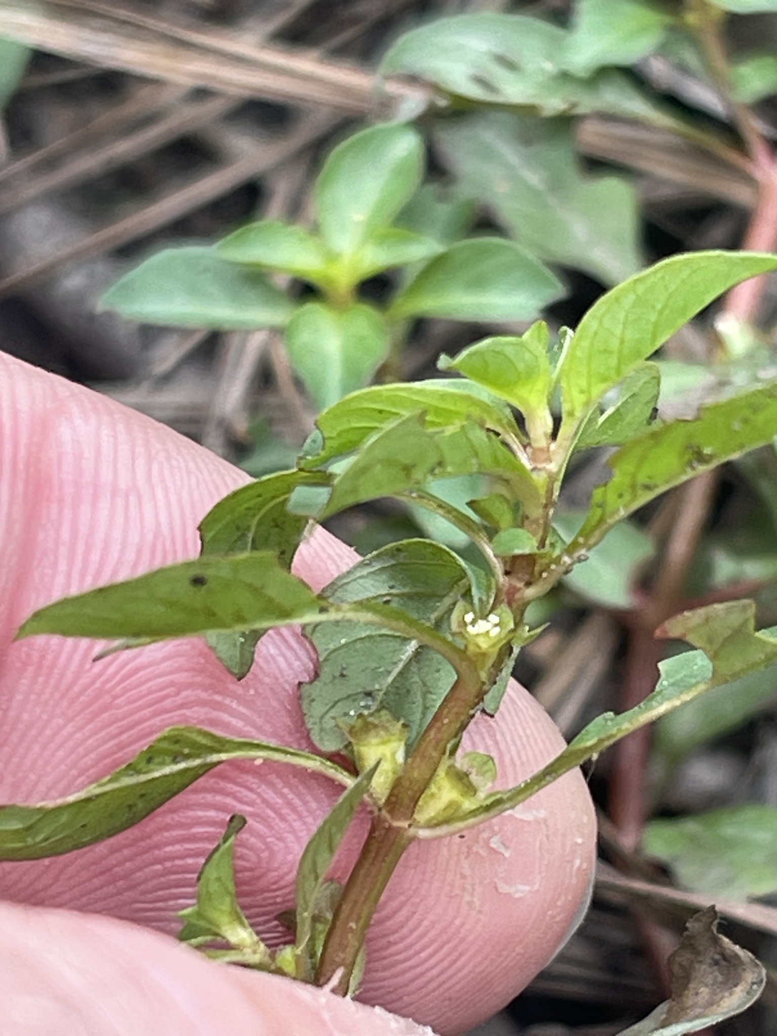 Imagem de Ludwigia glandulosa é conhecida como "Ludwígia"