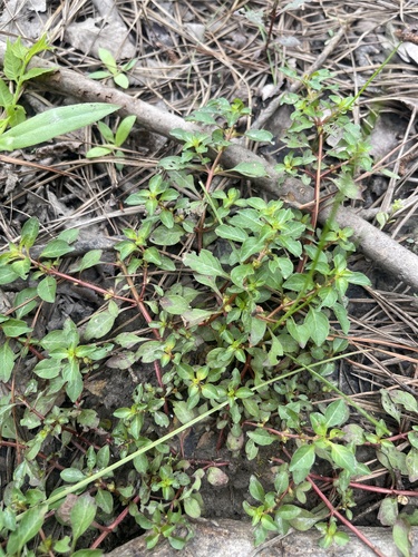 Foto de Ludwigia glandulosa é conhecida como "Ludwígia"