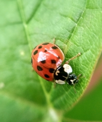 Harmonia axyridis