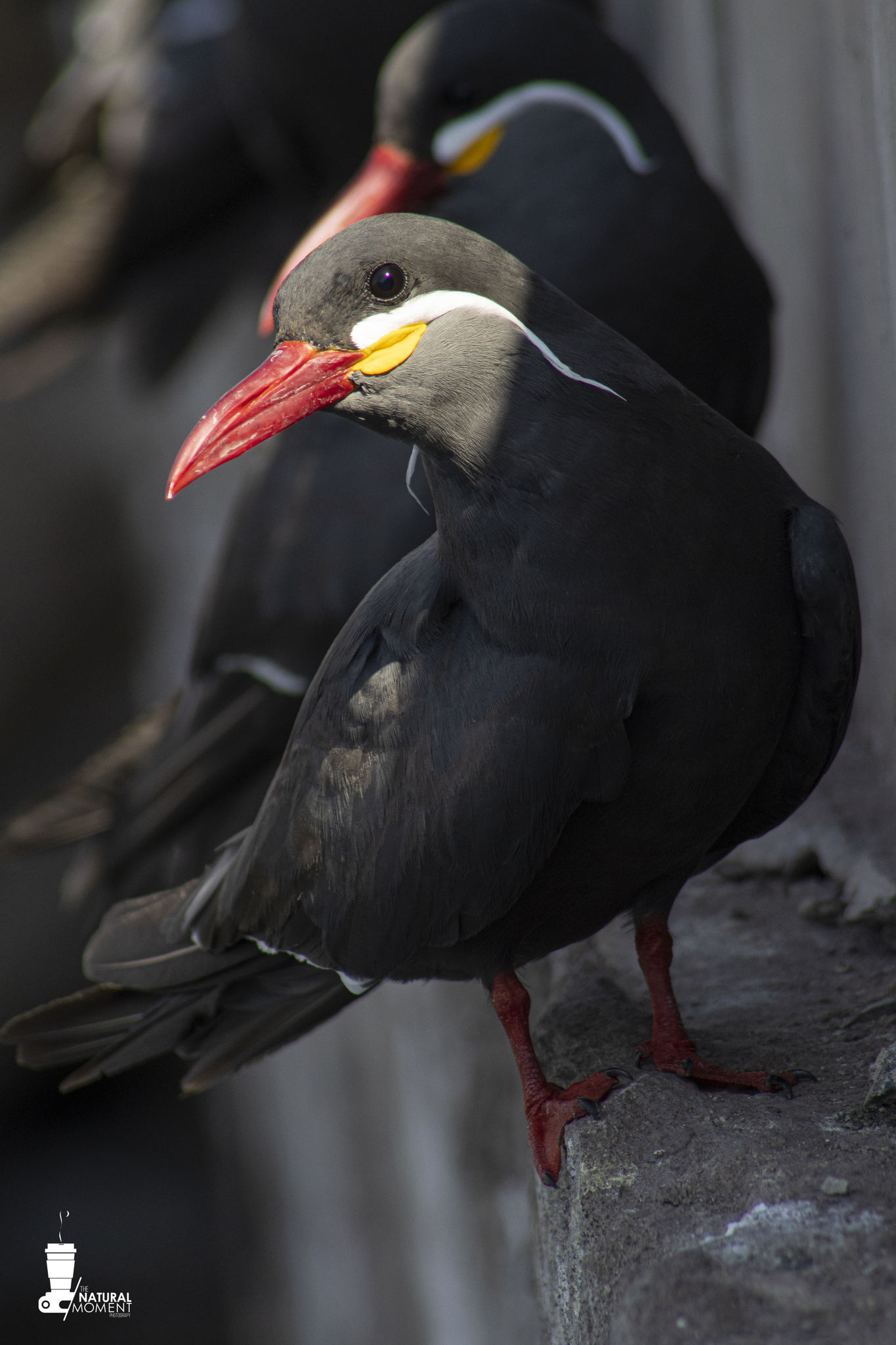 Inca Tern illustration
