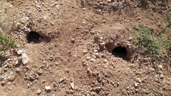 Dipodomys spectabilis