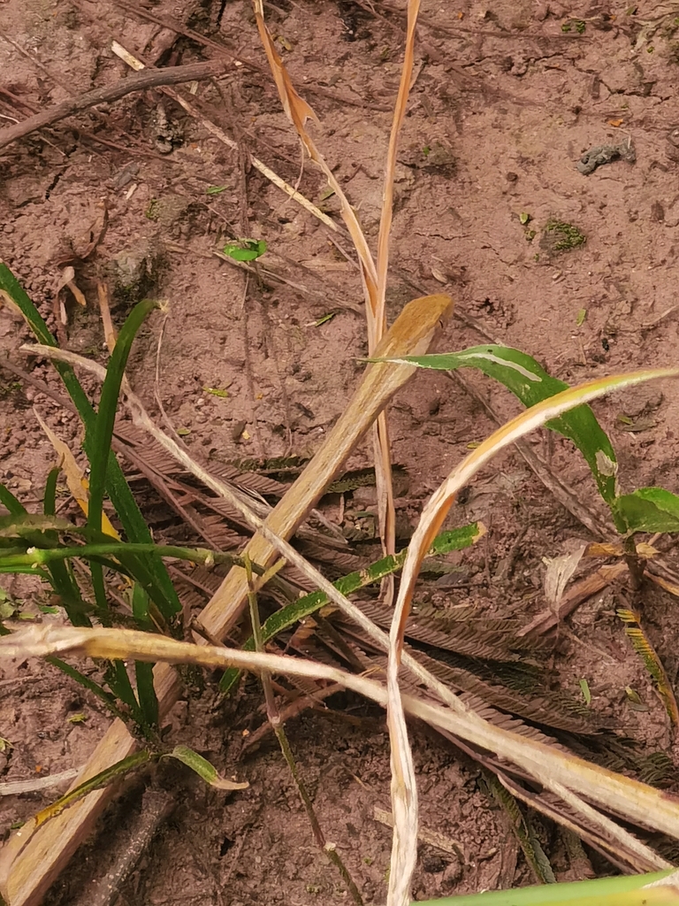 Amazon Coastal House Snake from Santa Cruz de la Sierra, Bolivia on May